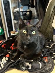 Lost Male Cat last seen Gay/ capital, San Jose, CA 95127