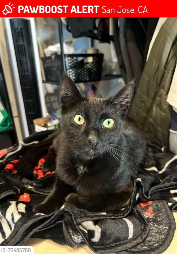 Lost Male Cat last seen Gay/ capital, San Jose, CA 95127