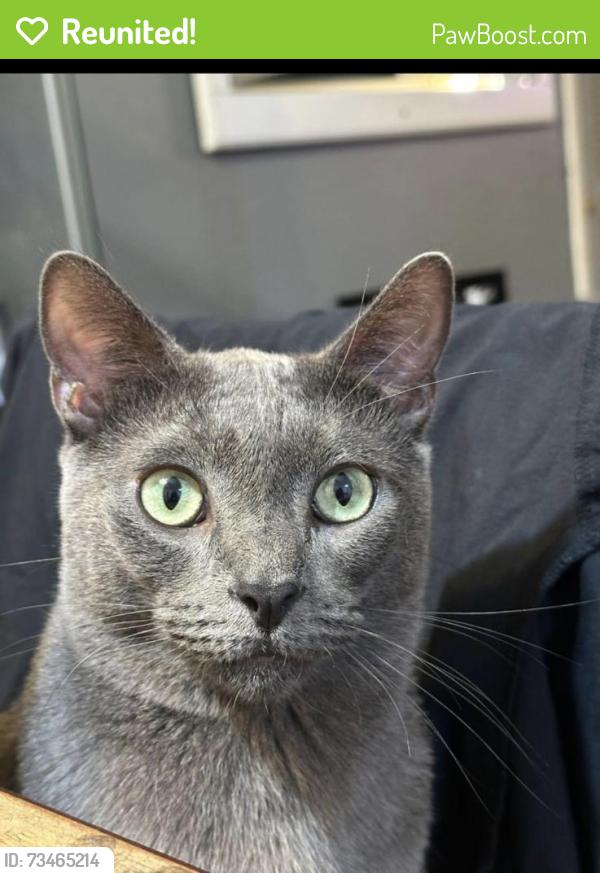 Reunited Male Cat last seen Buckingham park, Westminster, CA 92683