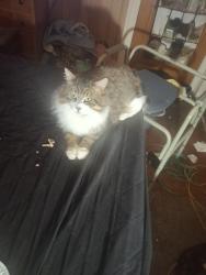 Lost Male Cat last seen Vineyard and Andrews Rd just after the small graveyard, Griffin, GA 30223