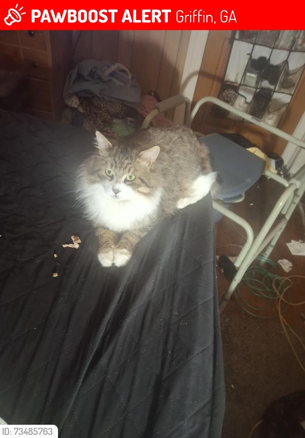Lost Male Cat last seen Vineyard and Andrews Rd just after the small graveyard, Griffin, GA 30223