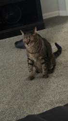 Lost Male Cat last seen Culver ln, New Port Richey, Fl 34655, New Port Richey, FL 34655