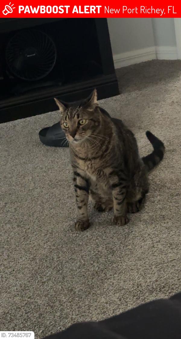 Lost Male Cat last seen Culver ln, New Port Richey, Fl 34655, New Port Richey, FL 34655