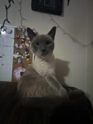 Found/Stray Female Cat last seen apmt, Fridley, MN 55432