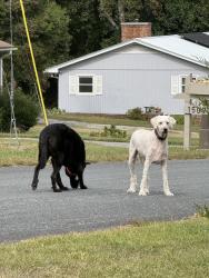 Found/Stray Unknown Dog last seen Cox ave, High Point, NC 27263