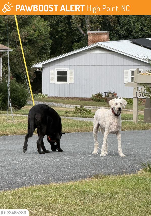 Found/Stray Unknown Dog last seen Cox ave, High Point, NC 27263