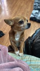 Lost Male Dog last seen Near Drexelbrook rd chesterfield Va 23832, Chesterfield, VA 23832