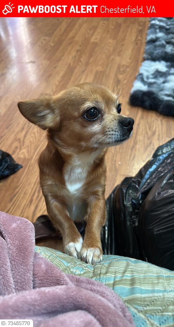 Lost Male Dog last seen Near Drexelbrook rd chesterfield Va 23832, Chesterfield, VA 23832
