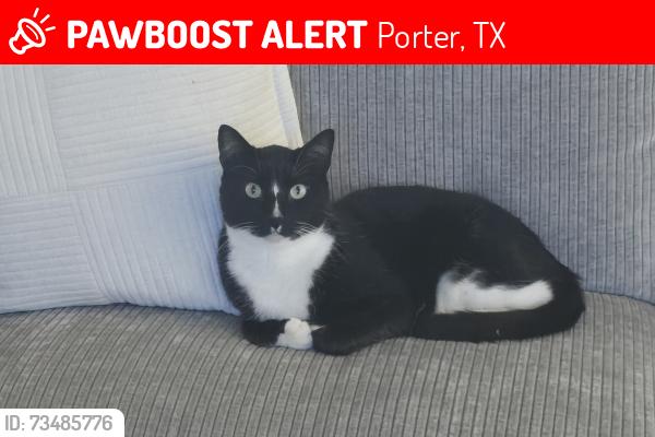Lost Male Cat last seen Near back pew brewery, Porter, TX 77365