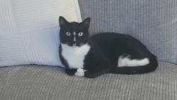 Lost Male Cat last seen Near back pew brewery, Porter, TX 77365