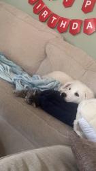 Reunited Male Dog last seen Burleson Rec Center, Burleson, TX 76028