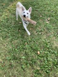 Reunited Male Dog last seen Citgo baux mountain rd, Winston-Salem, NC 27105
