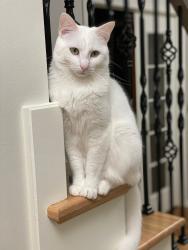 Reunited Male Cat last seen Near Pickers Creek Winery on Highway 50, Lewisburg, TN 37091