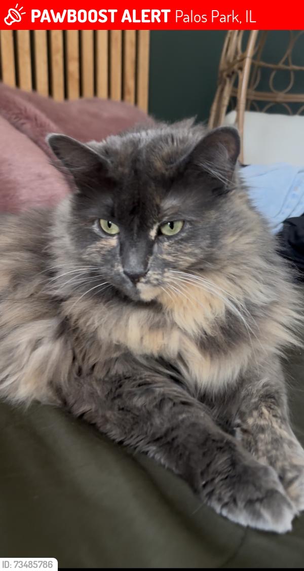 Lost Female Cat last seen 116th and Cal sag, Palos Park, IL 60464