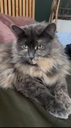 Lost Female Cat last seen 116th and Cal sag, Palos Park, IL 60464