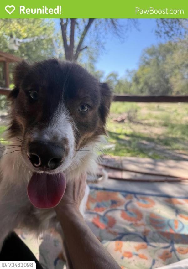 Reunited Male Dog last seen 2nd Street and Lagunitas Ln, South Valley, NM 87105
