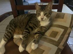 Lost Male Cat last seen Dawnridge Dr, in the street between hses, Houston, TX 77071