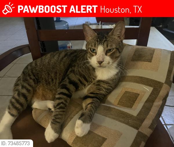 Lost Male Cat last seen Dawnridge Dr, in the street between hses, Houston, TX 77071