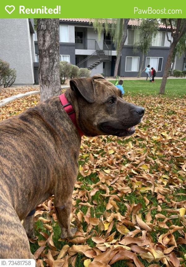 Reunited Male Dog last seen In between Dobson Road and Alma school Road and Longhorn, Mesa, AZ 85201