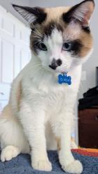 Reunited Male Cat last seen Michigan ave and cullerton, Chicago, IL 60616
