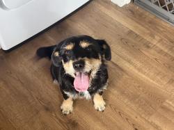 Found/Stray Female Dog last seen 242X55 Crossroads, Dunn, NC 28334