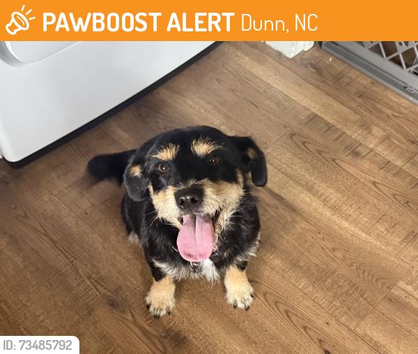 Found/Stray Female Dog last seen 242X55 Crossroads, Dunn, NC 28334