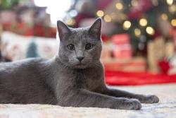 Lost Female Cat last seen Roundabout by waconia pkwy and hwy 10, Waconia, MN 55387