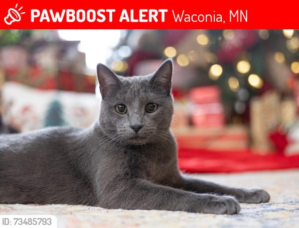 Lost Female Cat last seen Roundabout by waconia pkwy and hwy 10, Waconia, MN 55387