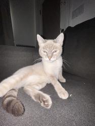 Reunited Female Cat last seen Gay/pala, San Jose, CA 95127