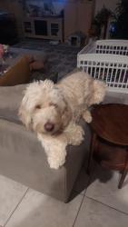 Reunited Female Dog last seen Trekell, Casa Grande, AZ 85122