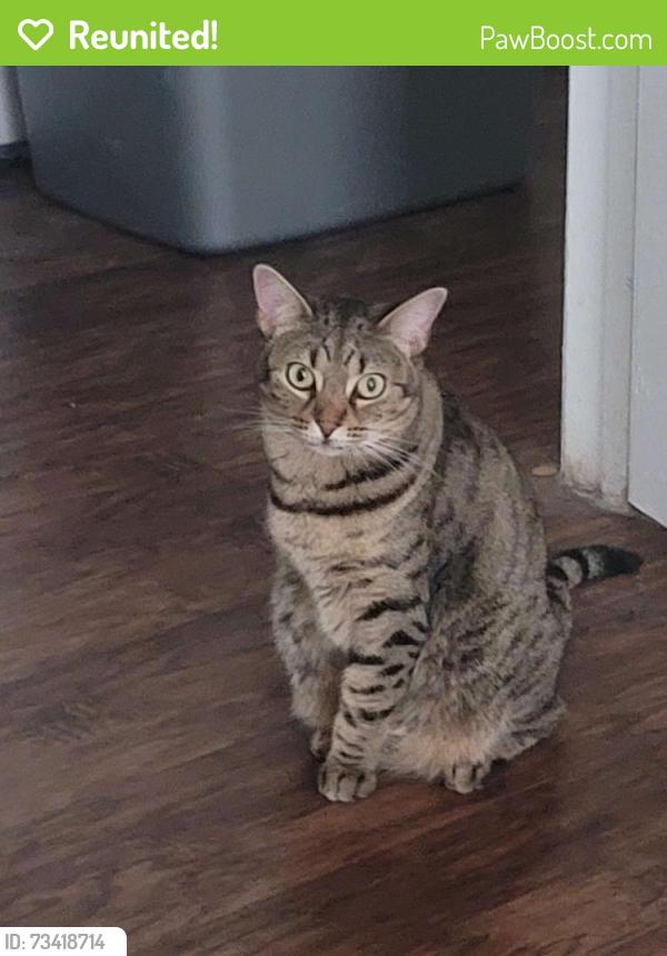 Reunited Female Cat last seen Romberg street and prospect street, Seguin, TX 78155