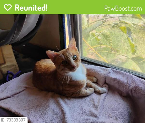 Reunited Male Cat last seen El Norte and Washington, Escondido, CA 92027