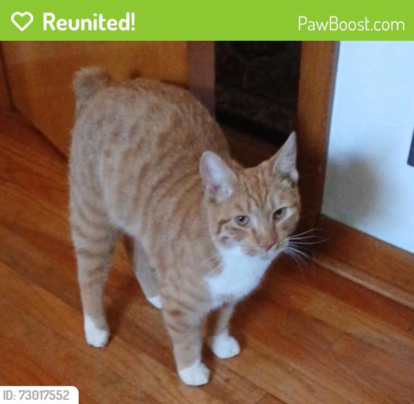 Reunited Male Cat last seen Between Logan Ave and St. John Vianney Church on E. Racine Street7, Janesville, WI 53545