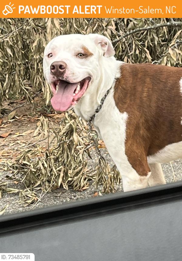 Found/Stray Male Dog last seen Grandview, Winston-Salem, NC 27040
