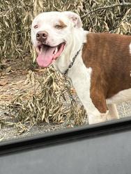 Found/Stray Male Dog last seen Grandview, Winston-Salem, NC 27040