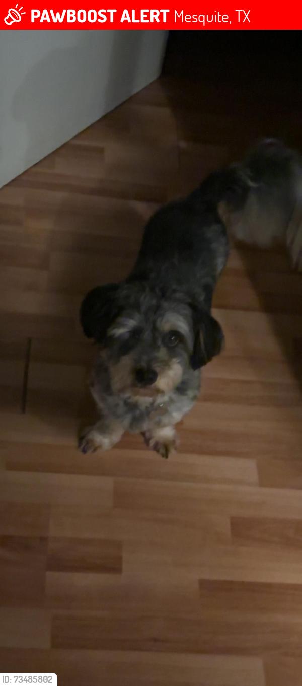 Lost Male Dog last seen Lawson near cartwright, Mesquite, TX 75181