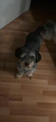 Lost Male Dog last seen Lawson near cartwright, Mesquite, TX 75181