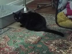 Lost Male Cat last seen Highland avenue, Spring Valley, CA 91977
