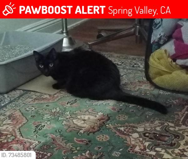 Lost Male Cat last seen Highland avenue, Spring Valley, CA 91977