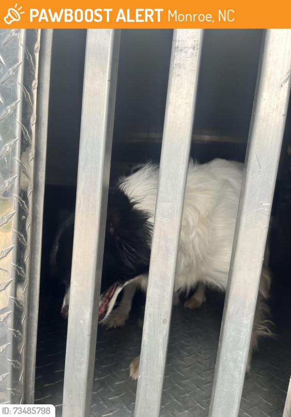 Found/Stray Unknown Dog last seen Sunset, Monroe, NC 28112
