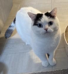 Lost Male Cat last seen Near Newport Crescent, St. Albert, AB T8N 6Y7