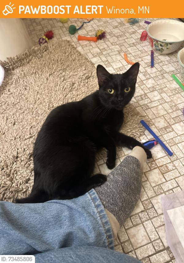 Found/Stray Unknown Cat last seen Near valley View Drive, Winona, MN 55987