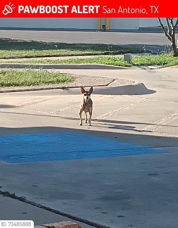 Lost Unknown Dog last seen Marbach, San Antonio, TX 78245