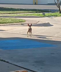 Lost Unknown Dog last seen Marbach, San Antonio, TX 78245