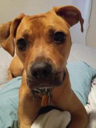 Reunited Female Dog last seen Near W 13th Pl, Lakewood, CO 80215, Lakewood, CO 80215