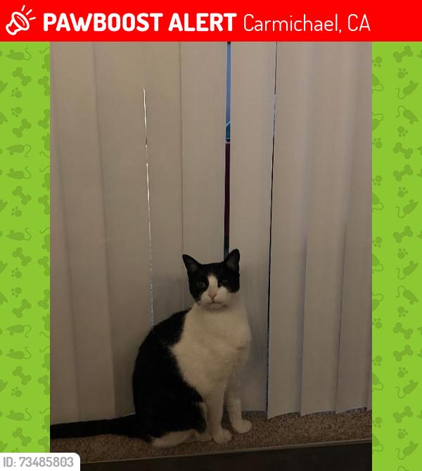 Lost Male Cat last seen Manzanita and Engle Rd, Carmichael, CA 95608