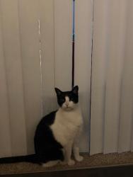 Lost Male Cat last seen Manzanita and Engle Rd, Carmichael, CA 95608
