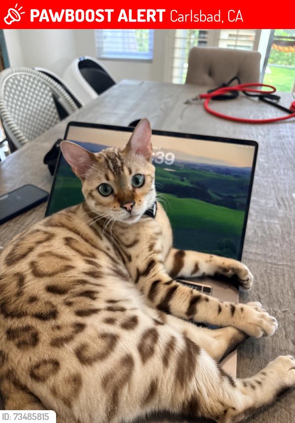 Lost Male Cat last seen Corvidae and Kestrel Carlsbad, Carlsbad, CA 92011