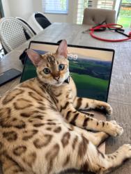 Lost Male Cat last seen Corvidae and Kestrel Carlsbad, Carlsbad, CA 92011