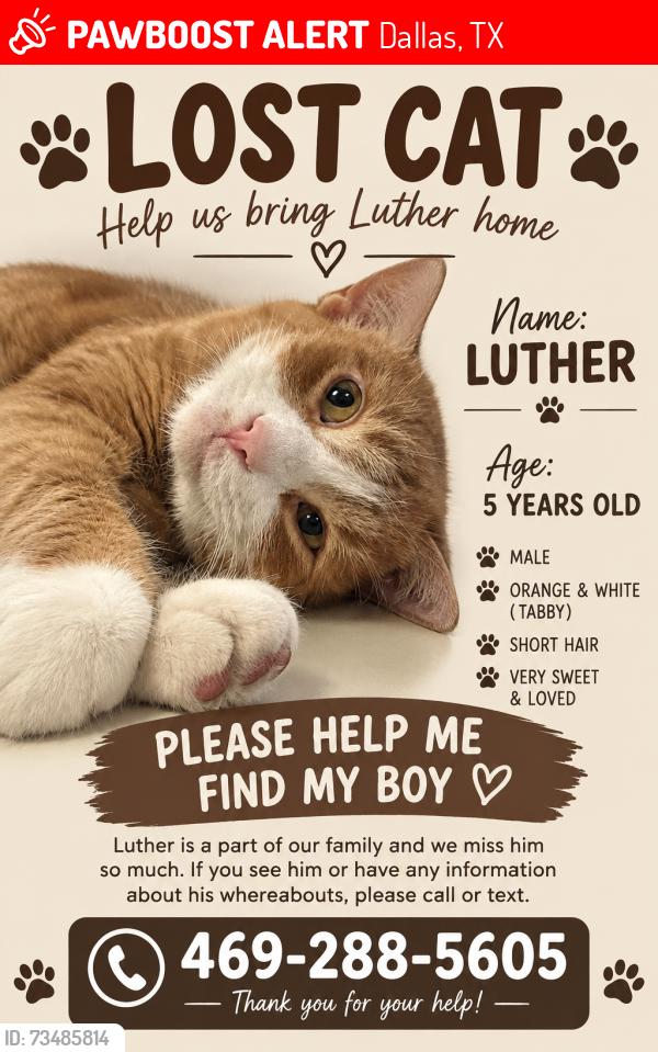Lost Male Cat last seen Midpark Rd, Dallas, TX 75240